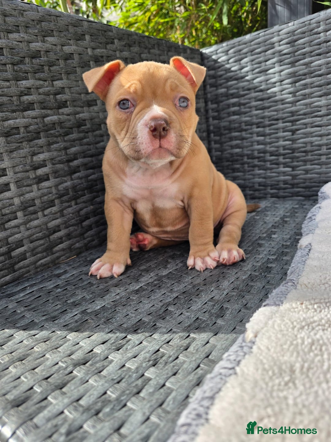 American Bully dogs for sale: 3 Stunning Pocket American bully  - Image 10