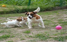 Jack Russell dogs for sale: Beautiful Jack Russell Terrier Puppies for Sale 🐶 - Image 3