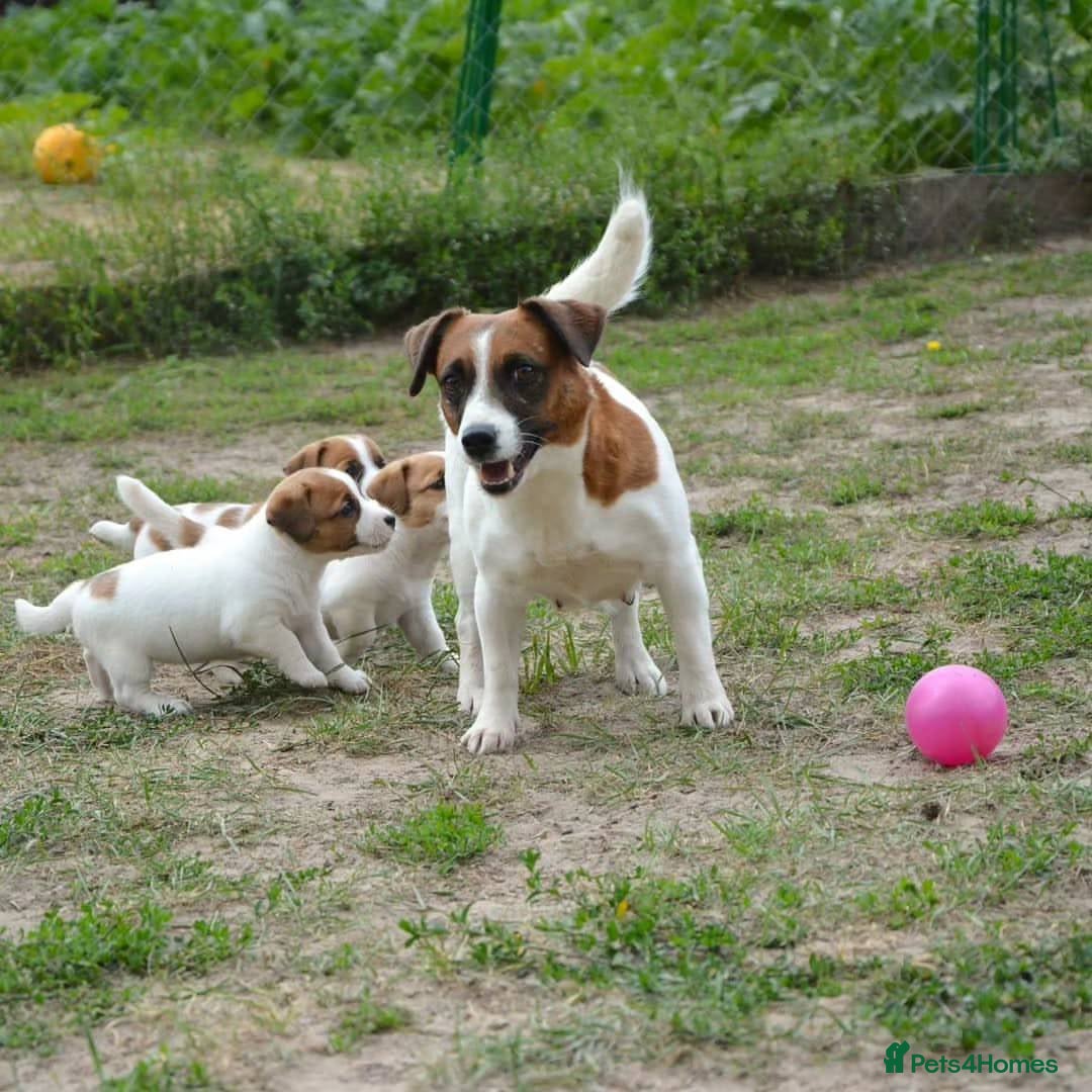 Jack Russell dogs for sale: Beautiful Jack Russell Terrier Puppies for Sale 🐶 - Image 3