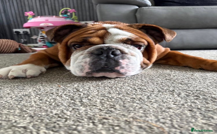 English Bulldog dogs - Advert 1