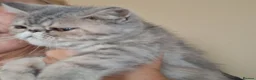 Exotic cats for sale: Stunning exotic/persian kittens - Advert 21