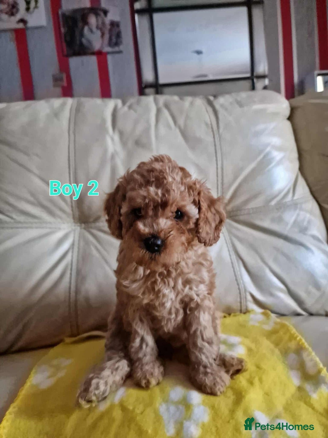 Cavapoo dogs for sale: For sale  - Advert 3