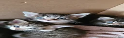 Mixed Breed cats for sale: 4 kittens *3boys* *1girl* available Sept  - Advert 7