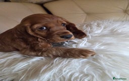 Cocker Spaniel dogs for sale: Beautiful and sweet puppy😊 - Image 33