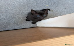 Domestic Shorthair cats for sale: Gorgeous male and female kittens for sale. - Image 3