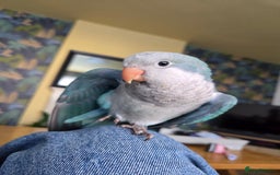 Parrots birds for sale: Male quaker parrot for sale - Image 4