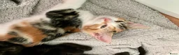 Mixed Breed cats for sale: Ragdoll mix mother - Advert 21