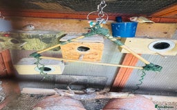 Budgerigars birds for sale: Budgie - Image 10
