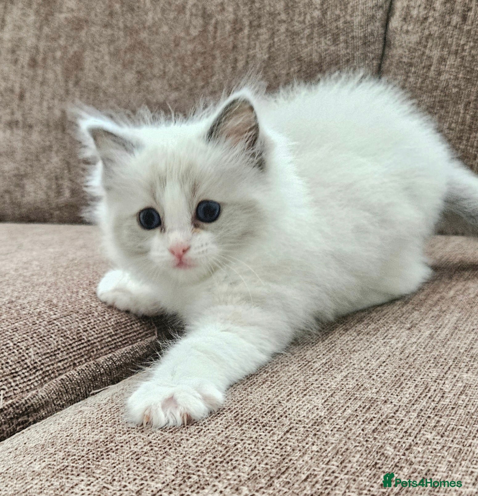 Ragdoll cats for sale: Stunning Ragdoll kittens.  - Advert 16