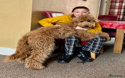 Bernedoodle dogs for stud: Large F1 Bernedoodle Stud - Image 3