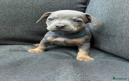 Mixed Breed dogs for sale: ONE LEFT REDUCED French wieners-Frenchie/dashhound - Image 25
