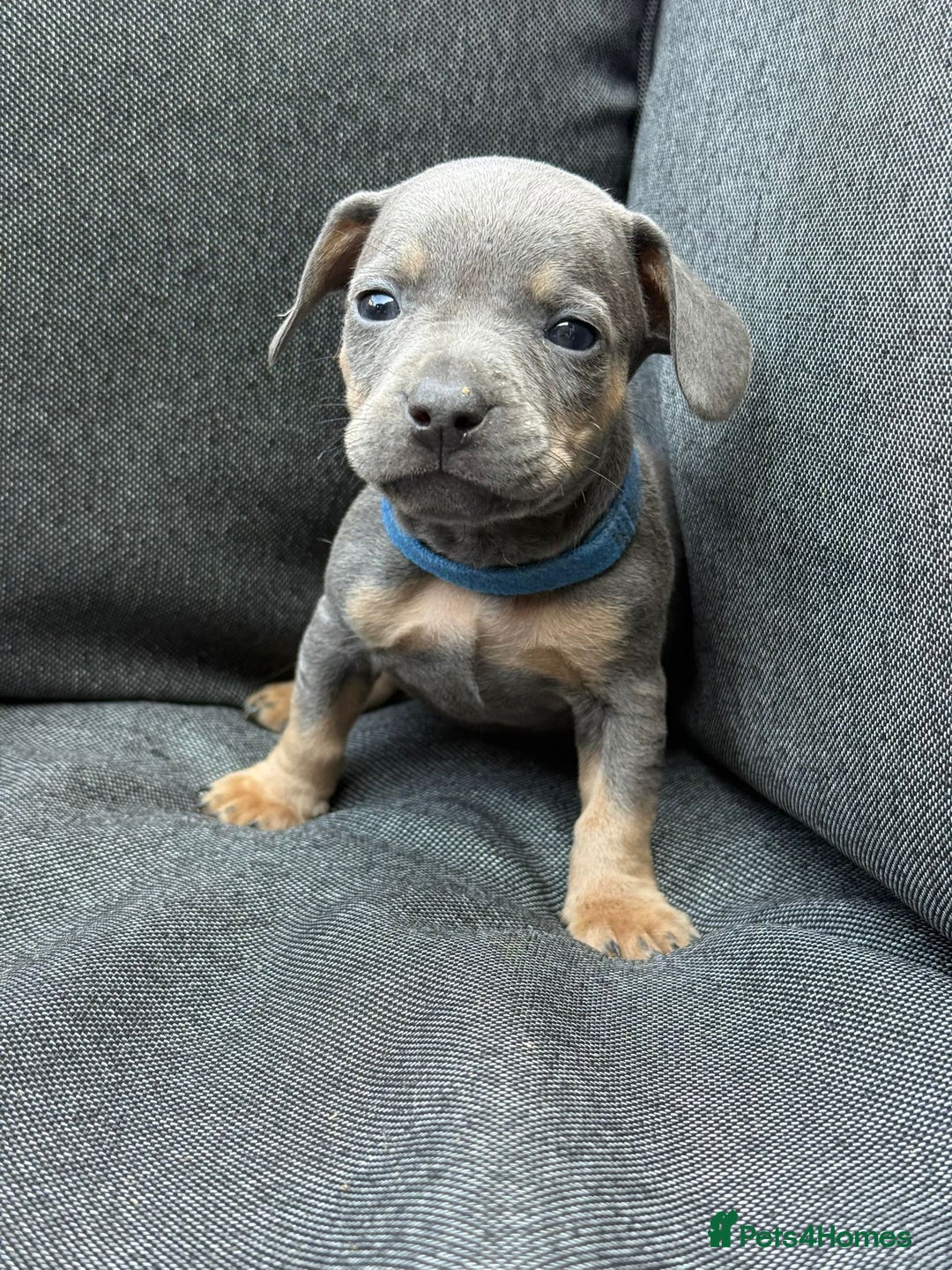 Mixed Breed dogs for sale: ONE LEFT REDUCED French wieners-Frenchie/dashhound - Image 25