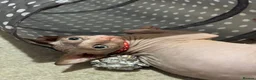 Sphynx cats for sale: Beautiful Sphynx Boy  - Advert 6