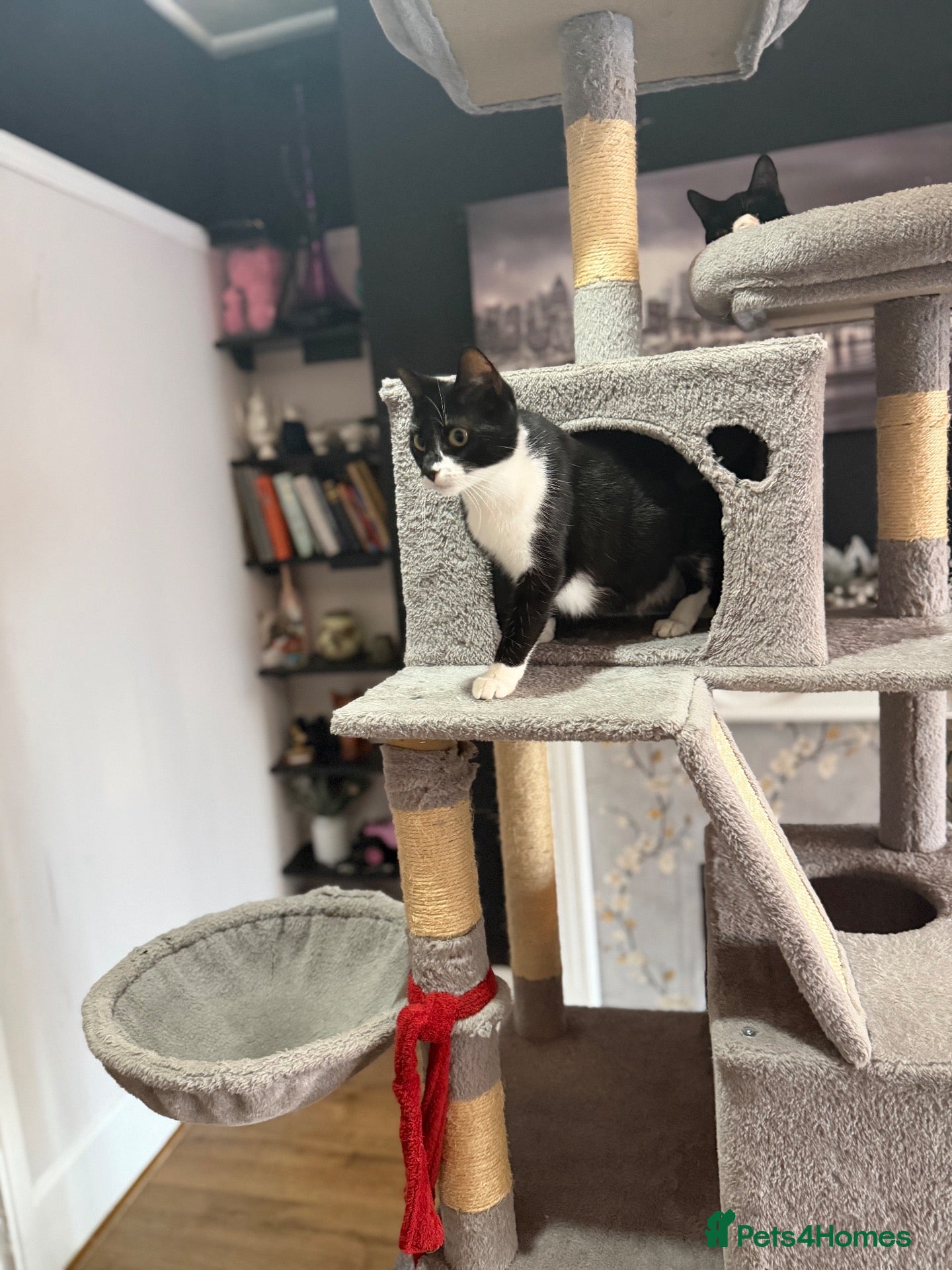 Mixed Breed cats for sale: Kittens Looking For Their Forever Homes! 🐾💕 - Advert 14