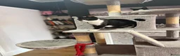 Mixed Breed cats for sale: Kittens Looking For Their Forever Homes! 🐾💕 - Advert 12