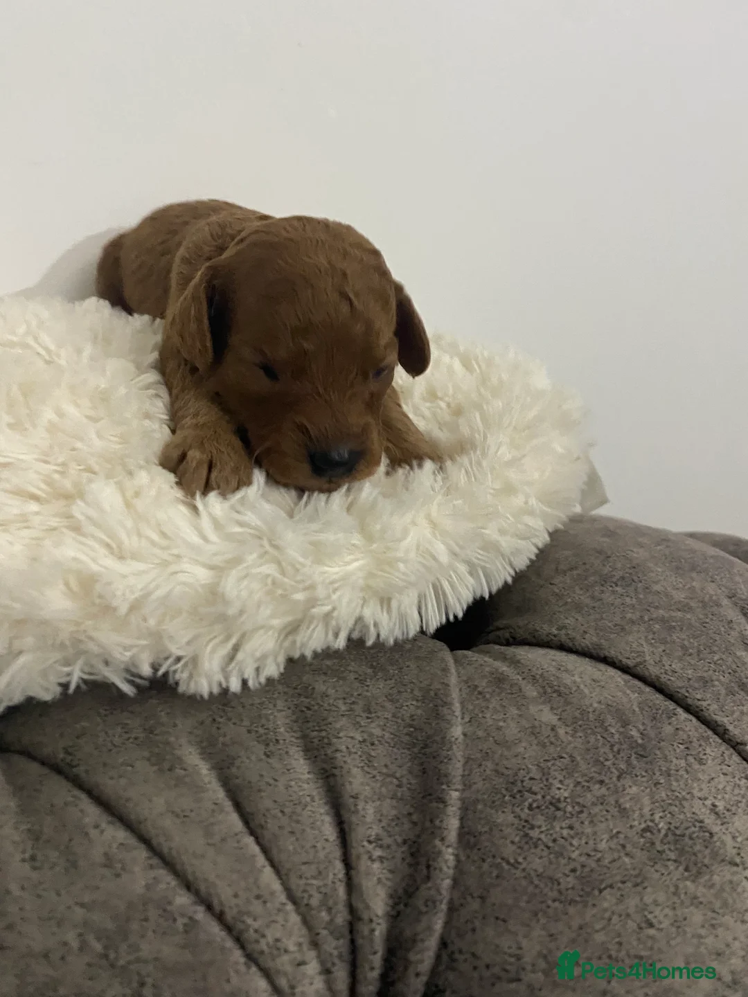 Cockapoo dogs for sale: Toy Poodle Cross Puppies, Mum & Dad Seen, London - Advert 19