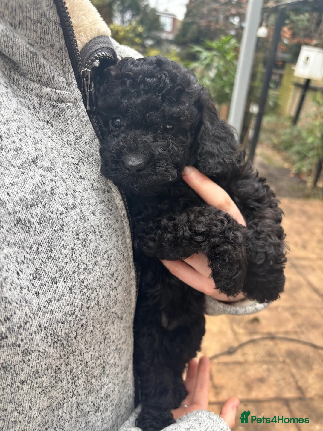 Cockapoo dogs for sale: F1B Mini Cockapoos - Advert 18
