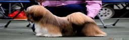 Lhasa Apso dogs for stud: Pra clear Stunning Lhasa apso at stud  - Advert 1