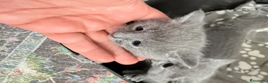 Russian Blue Kitten 1