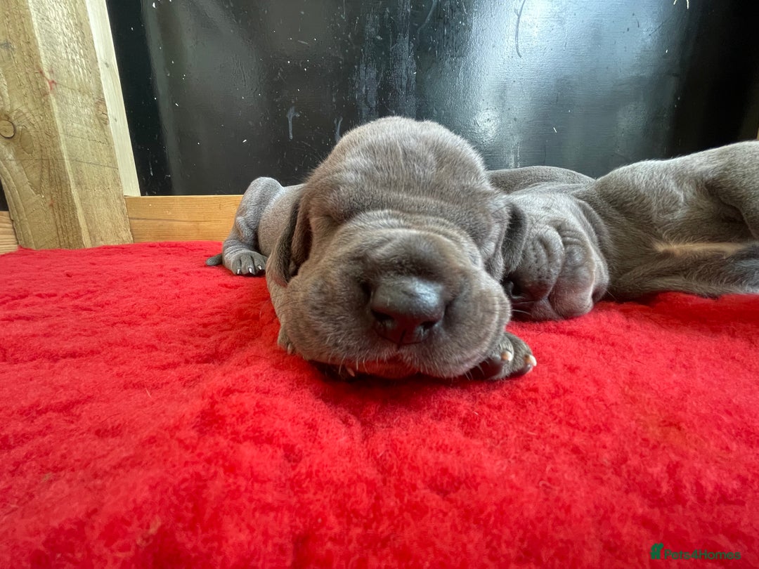 Great Dane dogs for sale: KC registered Great Danes  blues & black - Image 14