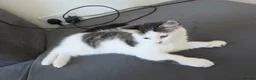 Mixed Breed cats for sale: 1 male kitten - Advert 15