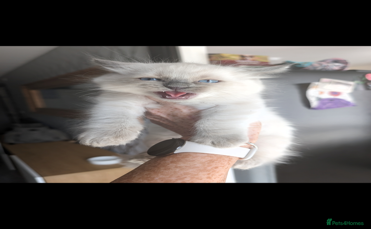 Ragdoll cats - Advert 4