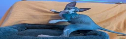 Sphynx cats for sale: *PEDIGREE SPHYNX* TICA REGISTERED *DNA HCM4 CLEAR* - Advert 34
