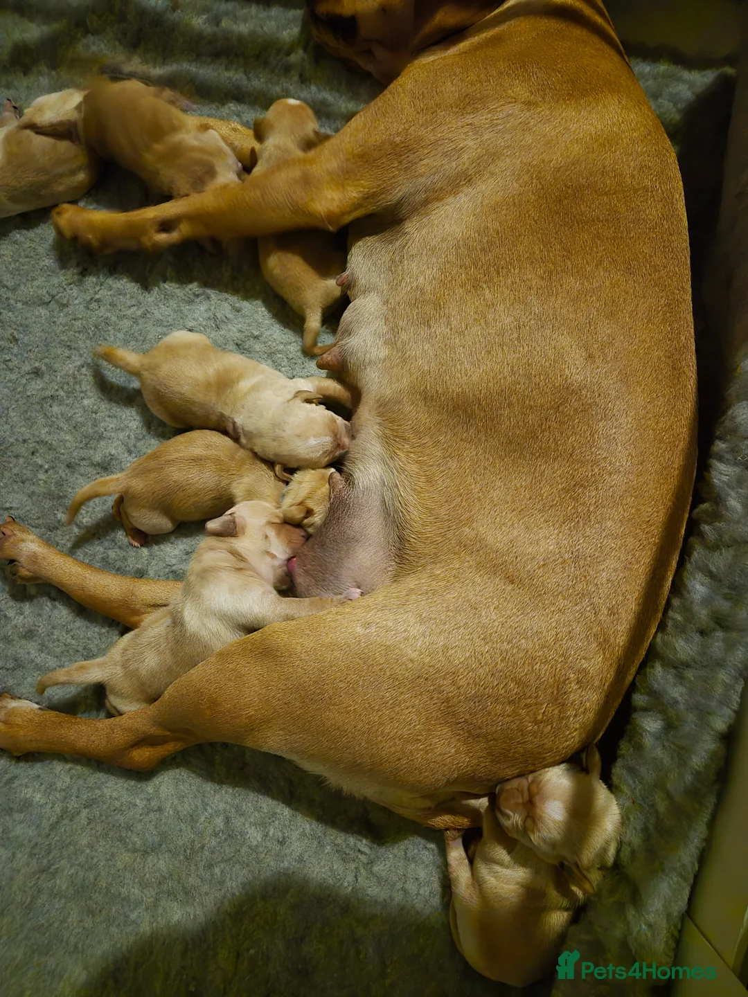 Pointer dogs for sale: Portuguese pointer puppies for sale - Advert 2