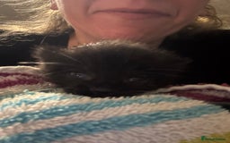 Domestic Shorthair cats for sale: Gorgeous boy and girl kittens  - Image 4
