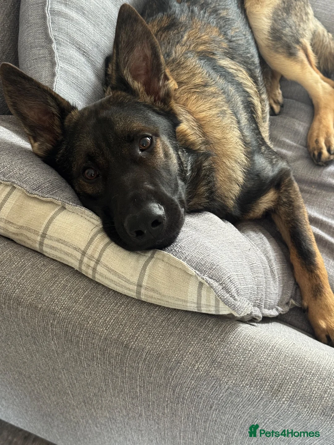 German Shepherd dogs for sale: Maverick in Bury Saint Edmunds - Advert 2
