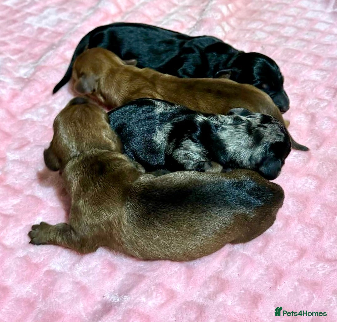 Miniature Dachshund dogs for stud: Champion Sired, Crufts Qualified Shaded Red in Dalry - Image 6