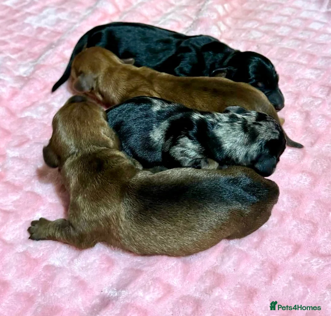 Miniature Dachshund dogs for stud: Champion Sired, Crufts Qualified Shaded Red in Dalry - Advert 6