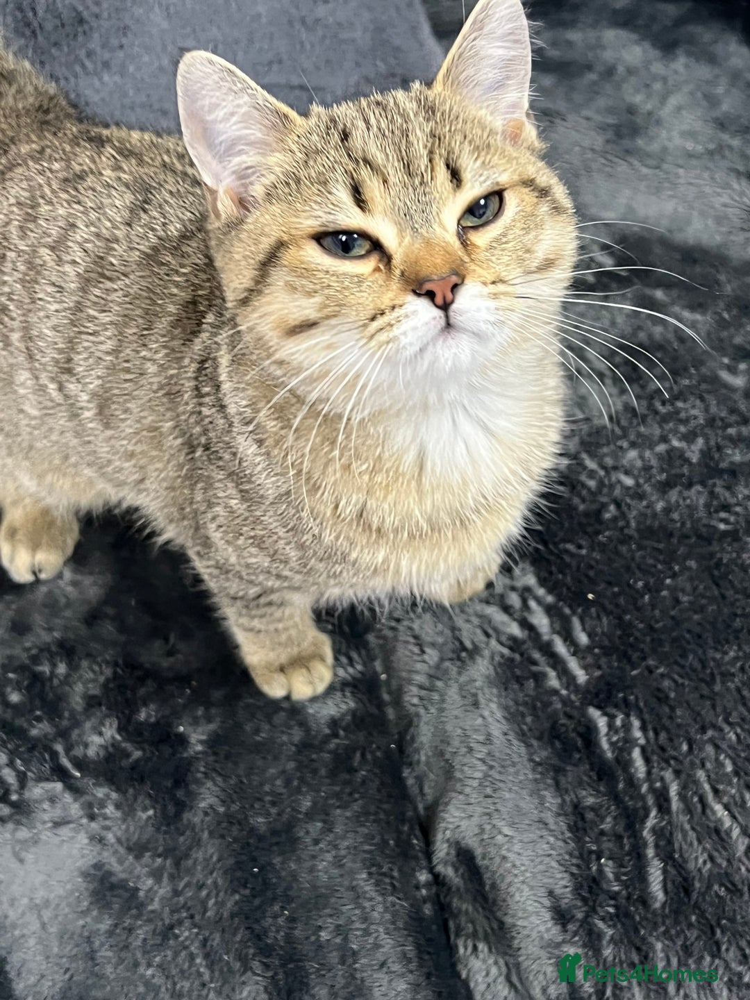 British Shorthair cats for sale: Kittens - Advert 1