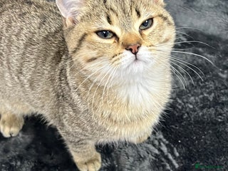 British Shorthair cats Kittens - Advert 4
