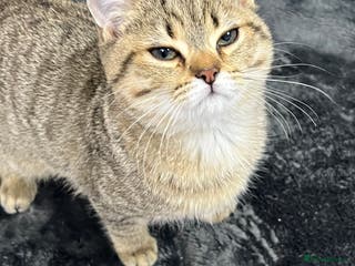 British Shorthair cats for sale: Kittens - Advert 1