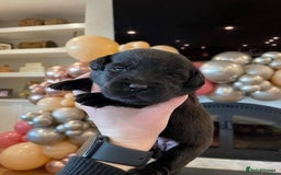 Labrador Retriever dogs for sale: Playful black & golden Labrador pups - Image 5