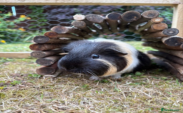 Guinea Pig rodents - Advert 3