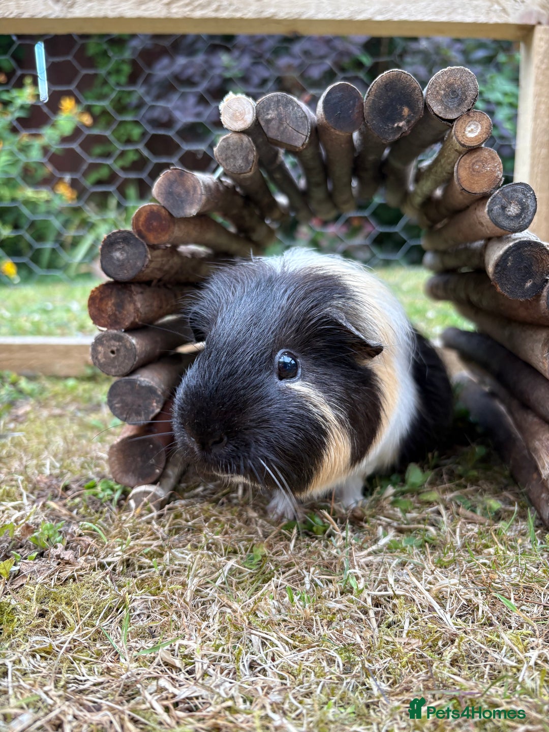 Guinea Pig rodents for sale: Pepe is looking for a companion  - Image 1