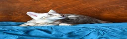 Bengal cats for sale: STUNNING SILVER MALE BENGAL CUB - Advert 9