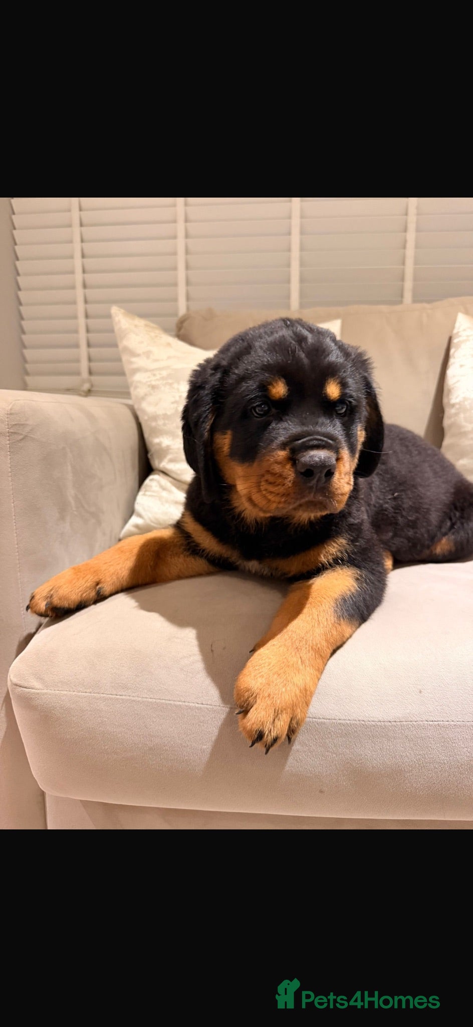 Rottweiler dogs OUTSTANDING QUALITY GERMAN ROTTWEILER PUPPIES  - Advert 2