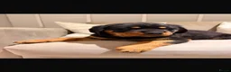 Rottweiler dogs for sale: OUTSTANDING QUALITY GERMAN ROTTWEILER PUPPIES  - Advert 4