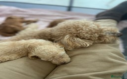 Mixed Breed dogs for sale: Cockapoochon Puppies.  - Image 22
