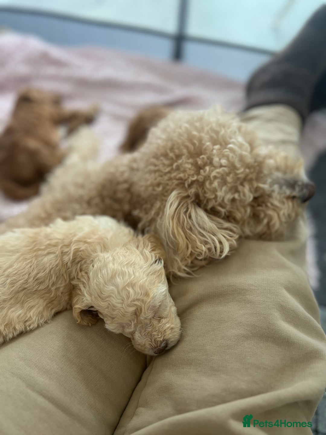 Mixed Breed dogs for sale: Cockapoochon Puppies.  - Image 22
