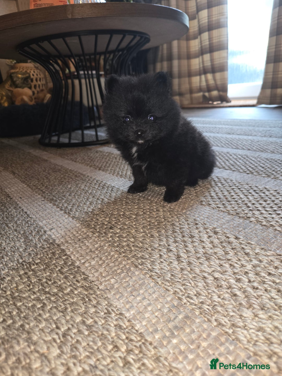 Pomeranian dogs for sale: Pomeranian miniature puppies  - Image 4