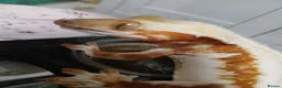 Gecko reptiles for sale: Lilly white female gecko - Advert 3