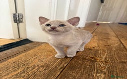 Burmese cats for sale: Beautiful Burmese boys for sale - Image 2
