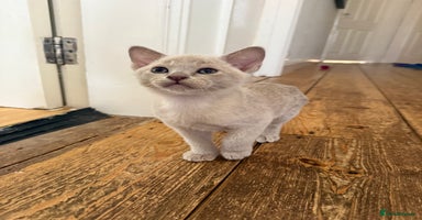 Burmese cats - Advert 4