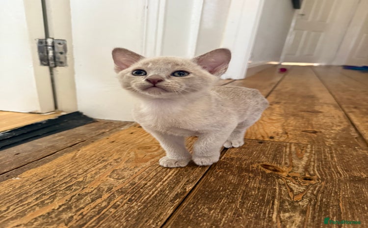 Burmese cats - Advert 1