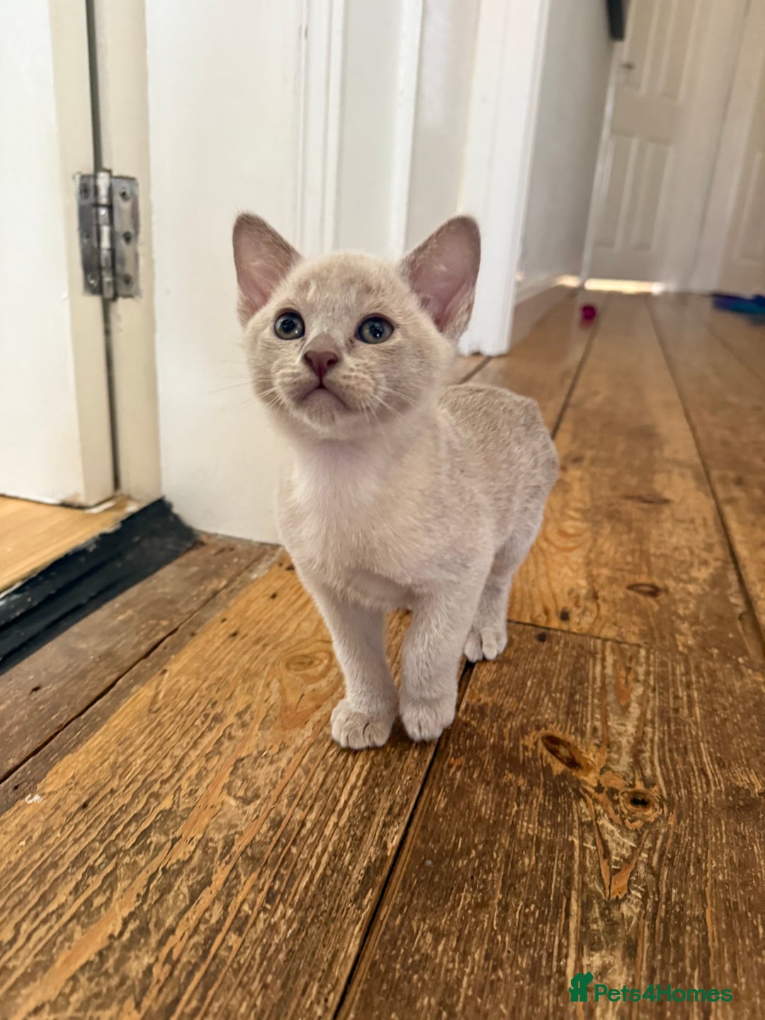 Burmese cats for sale: Beautiful Burmese boys for sale - Image 2