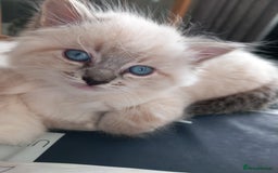 Ragdoll cats for sale: Ragdoll - Image 2